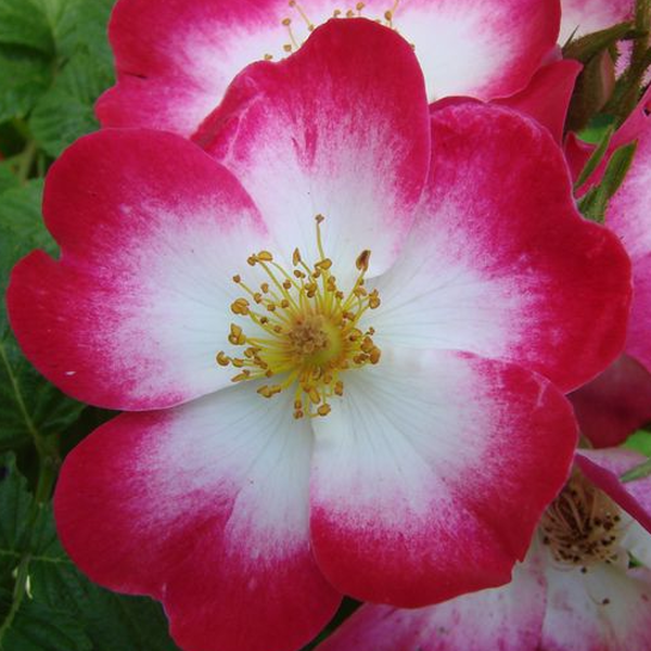 Szimpla virágú - magastörzsű rózsafa